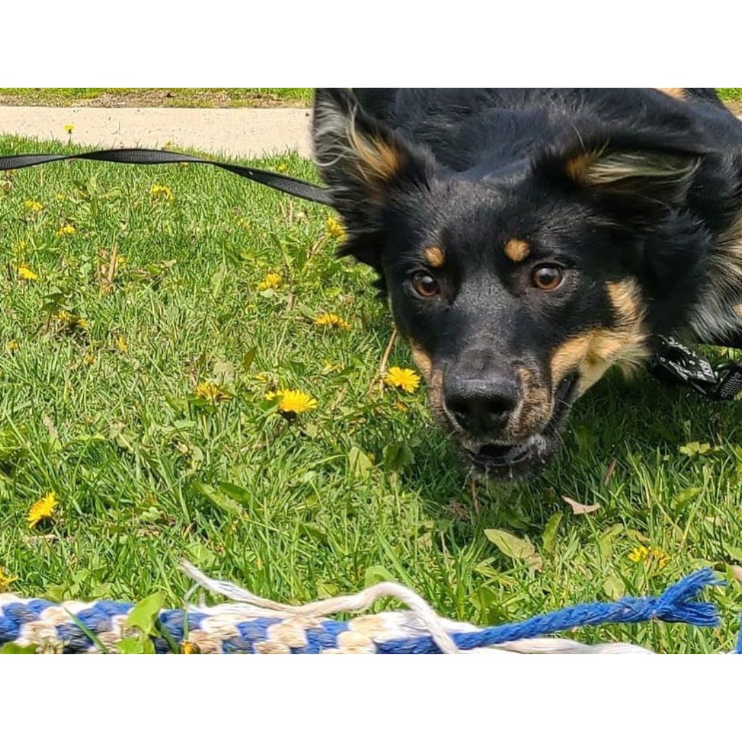 The Kobe Flirt Pole ā A Fast Fun Way to Physically and Mentally Tire Out Your Dog