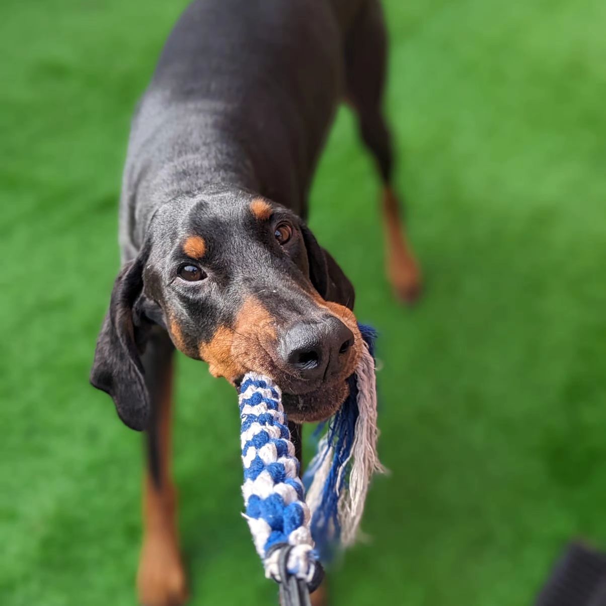 The Kobe Flirt Pole ā A Fast Fun Way to Physically and Mentally Tire Out Your Dog