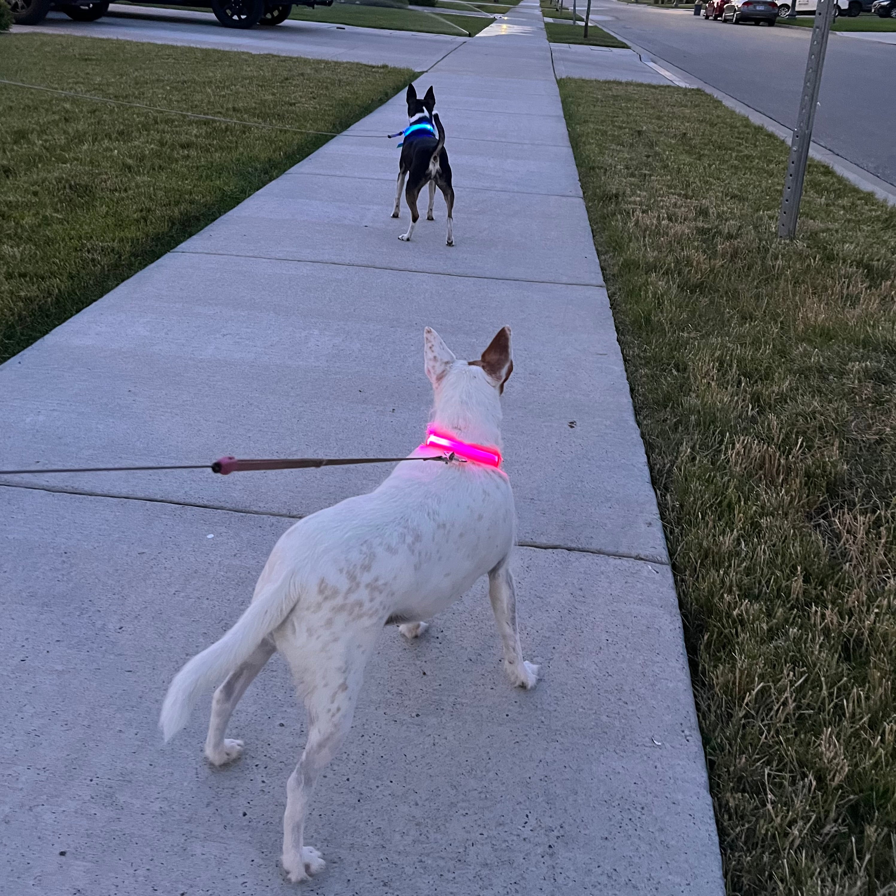 Say Goodbye to Dark Walks and Hello to Safety with The Daisy LED Dog Collar!