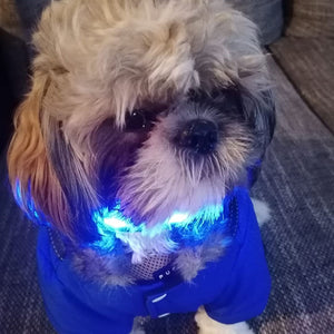 Say Goodbye to Dark Walks and Hello to Safety with The Daisy LED Dog Collar!