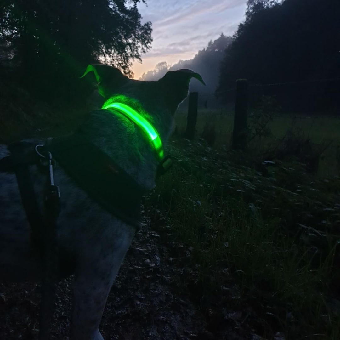 Say Goodbye to Dark Walks and Hello to Safety with The Daisy LED Dog Collar!