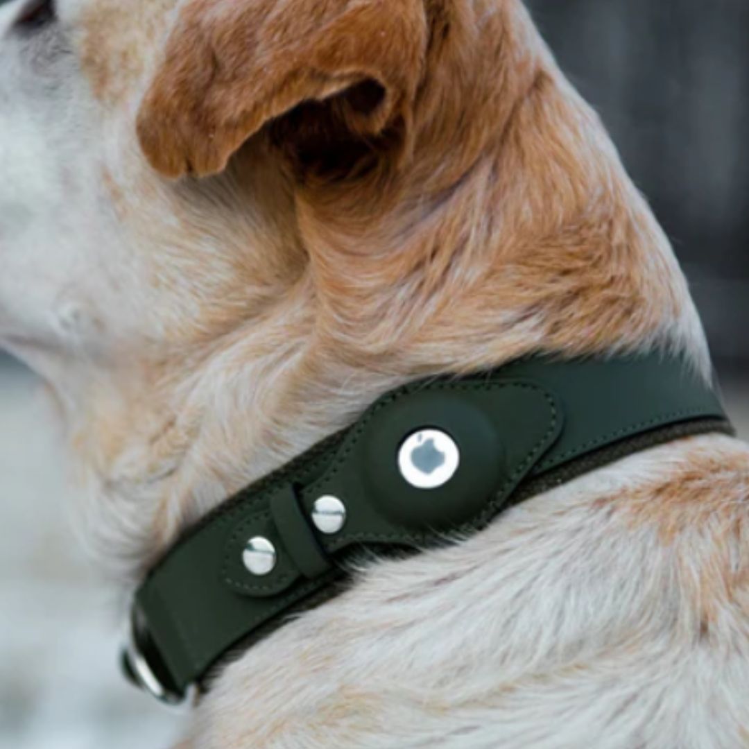 Revolutionize Outdoor Safety with The Buddy Air Tag Collar!