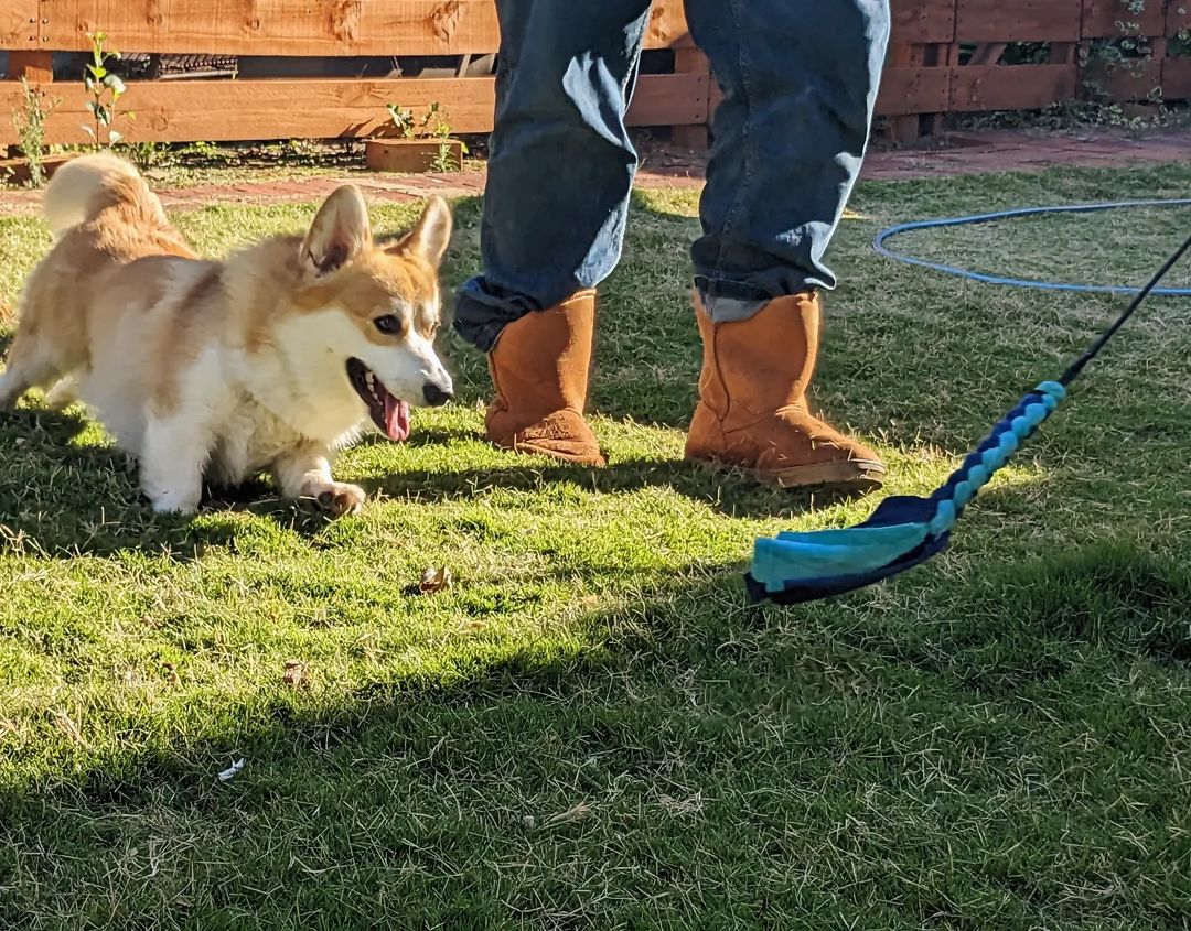 The Flirt Pole That Wears Your Dog Out—in Just 10 Minutes
